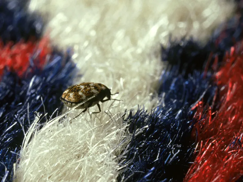 Carpet Beetles in Arizona